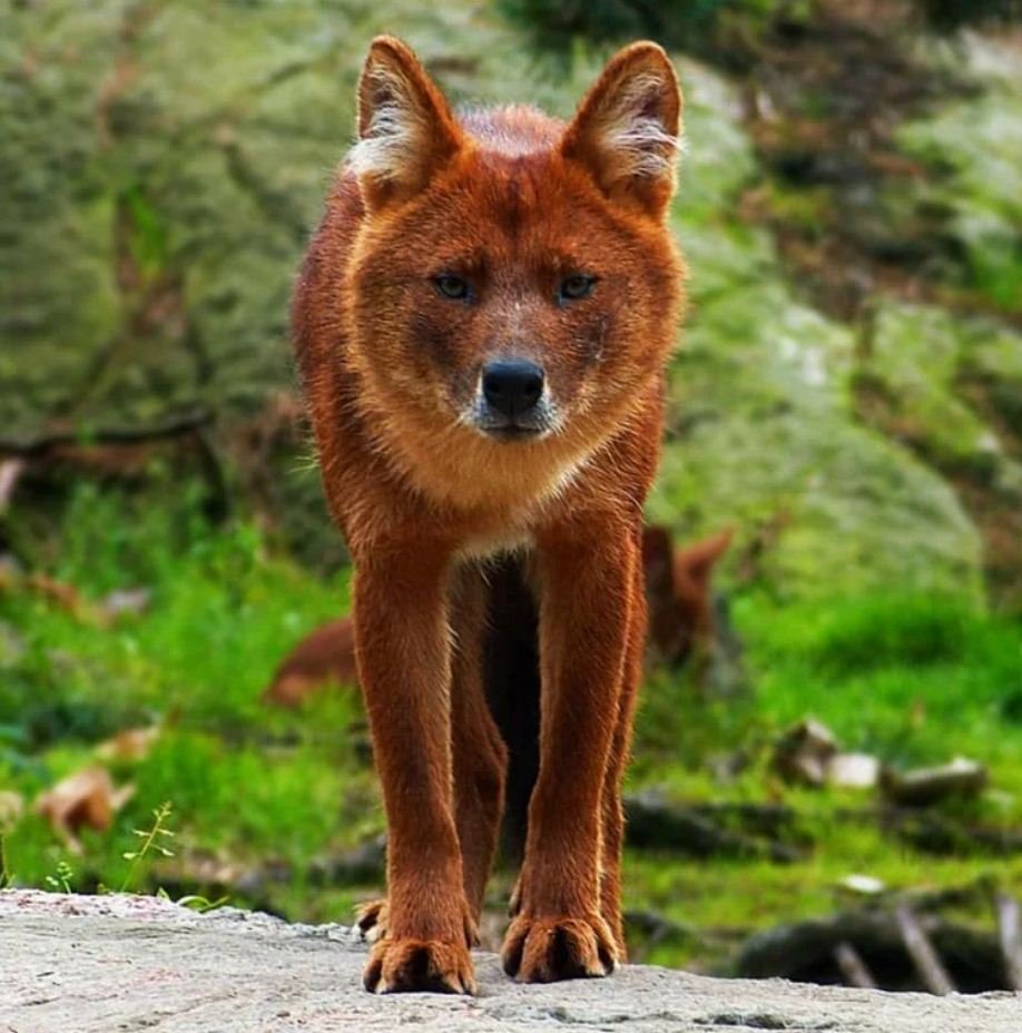 Азавак Левретка черная