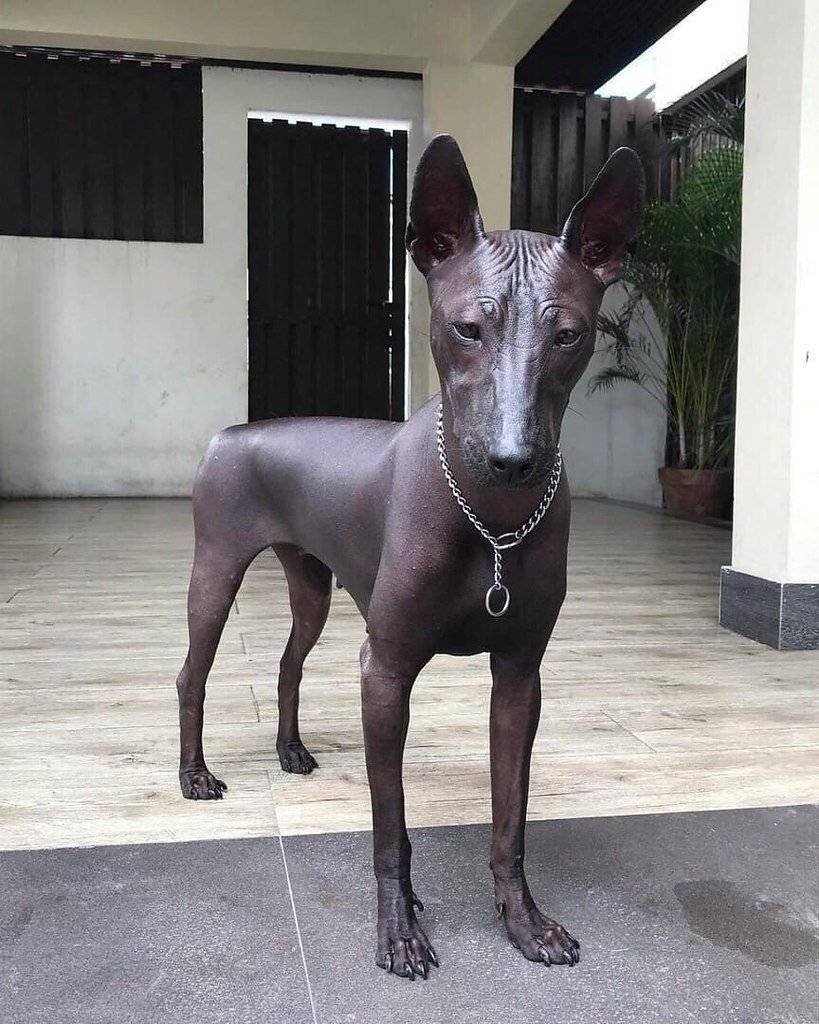 Бергамская овчарка Бергамаско