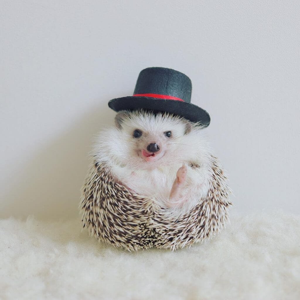 Ёжик в цилиндре