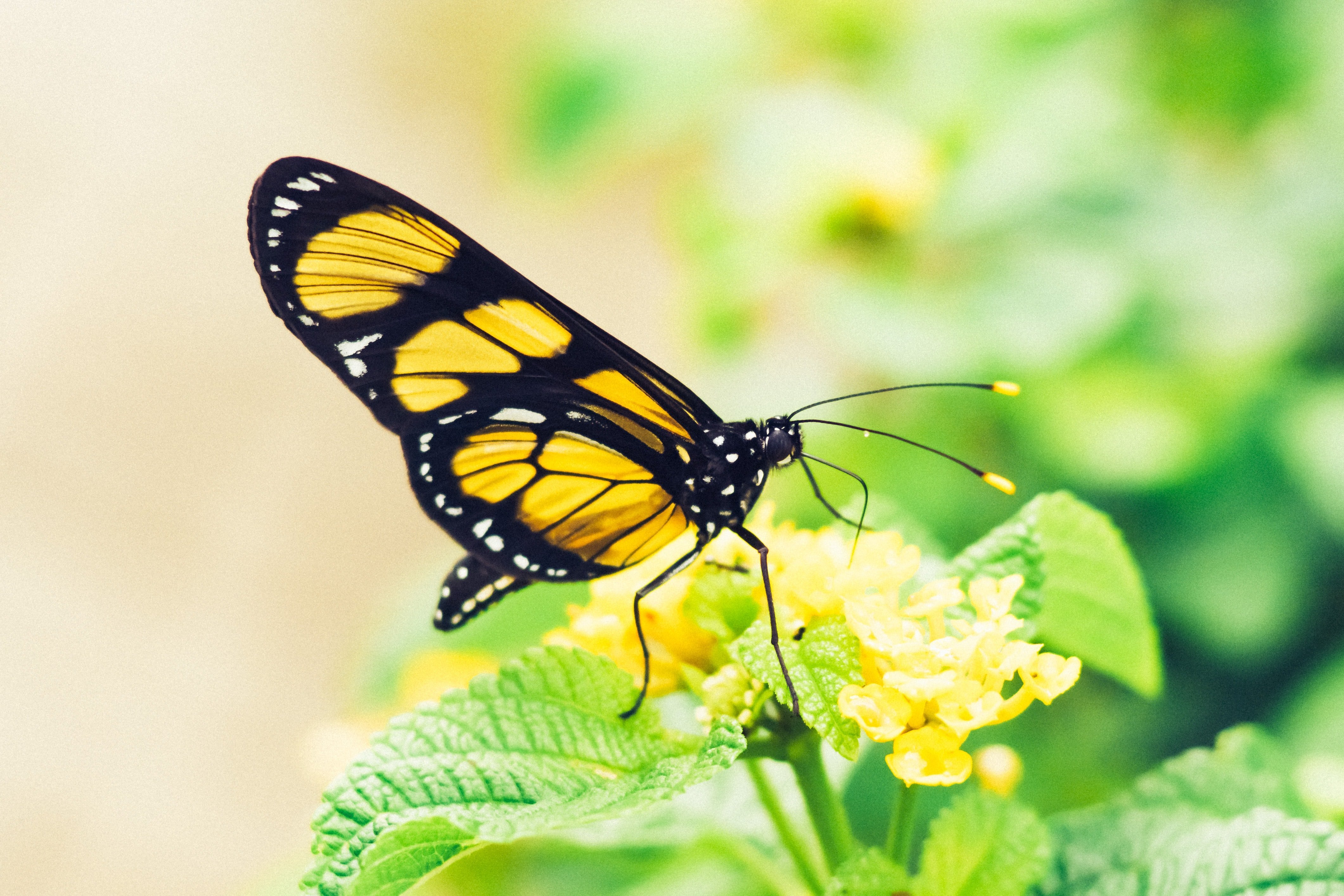 Бабочка с желтыми крыльями. Жёлтая бабочка. Черно желтая бабочка. Бабочка желтая с черными пятнами. Большая желтая бабочка.