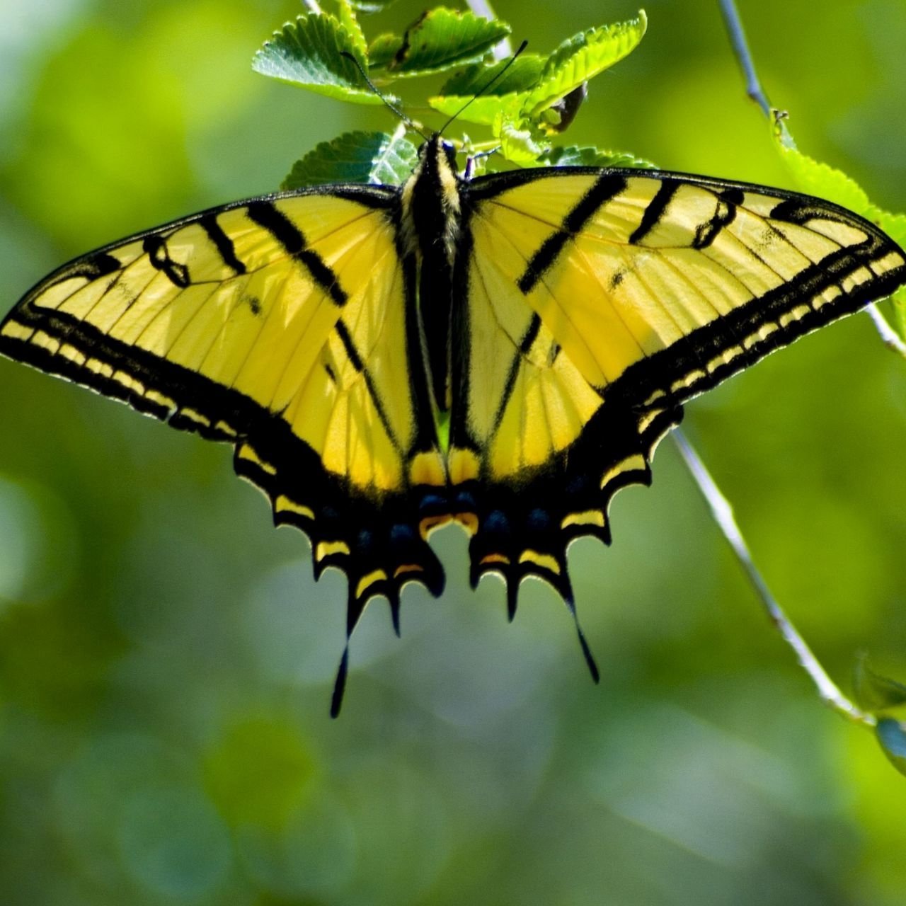 Бабочка с желтыми крыльями. Желтая бабочка Махаон. Желто-черного Махаона. Желто черная бабочка. Крылья бабочки желтые.