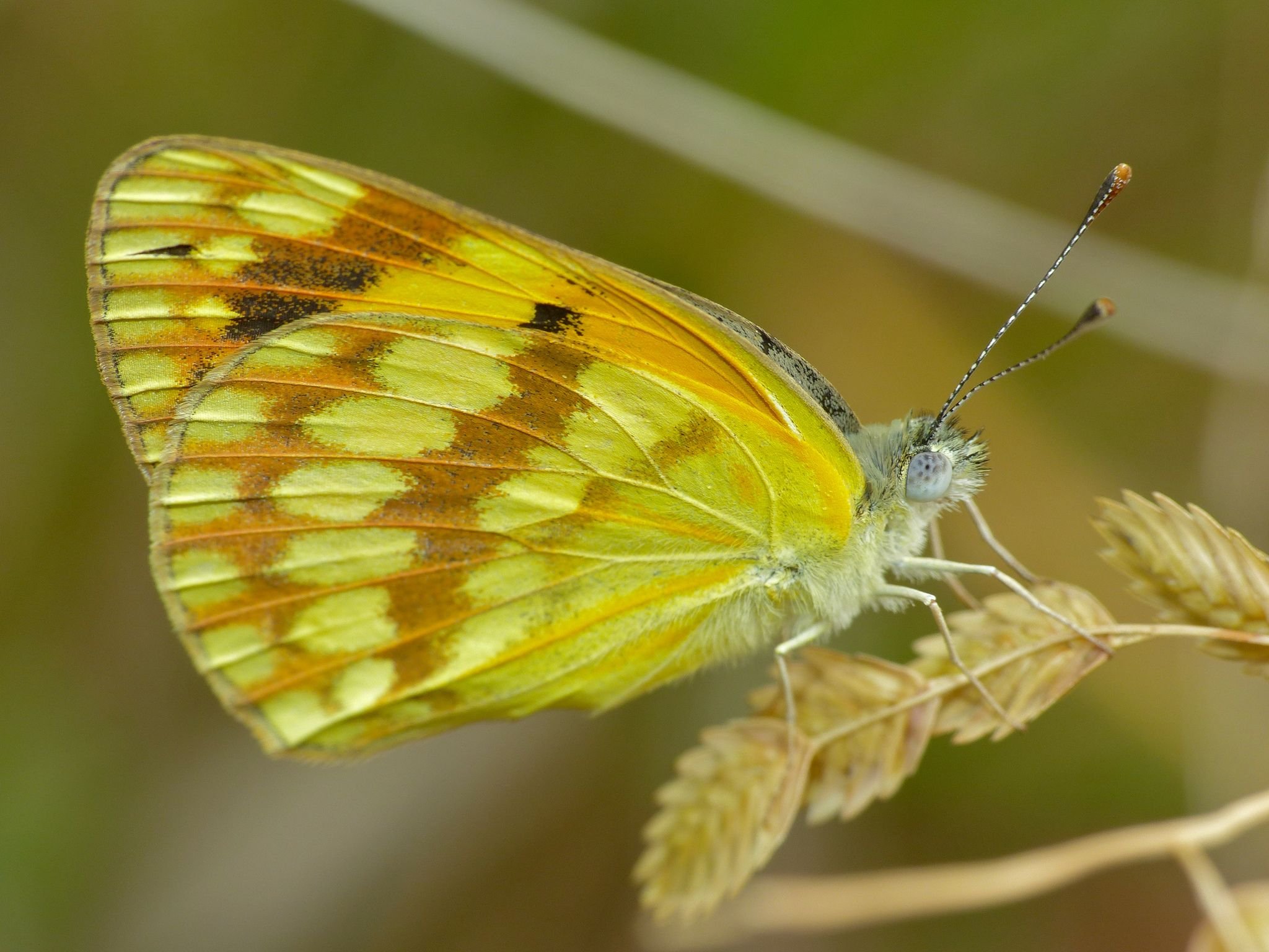 Бабочка с желтыми крыльями. Крылья бабочки желтые. Бабочка Естественные. Colotis hetaera. Сиренево-оранжевая бабочка.