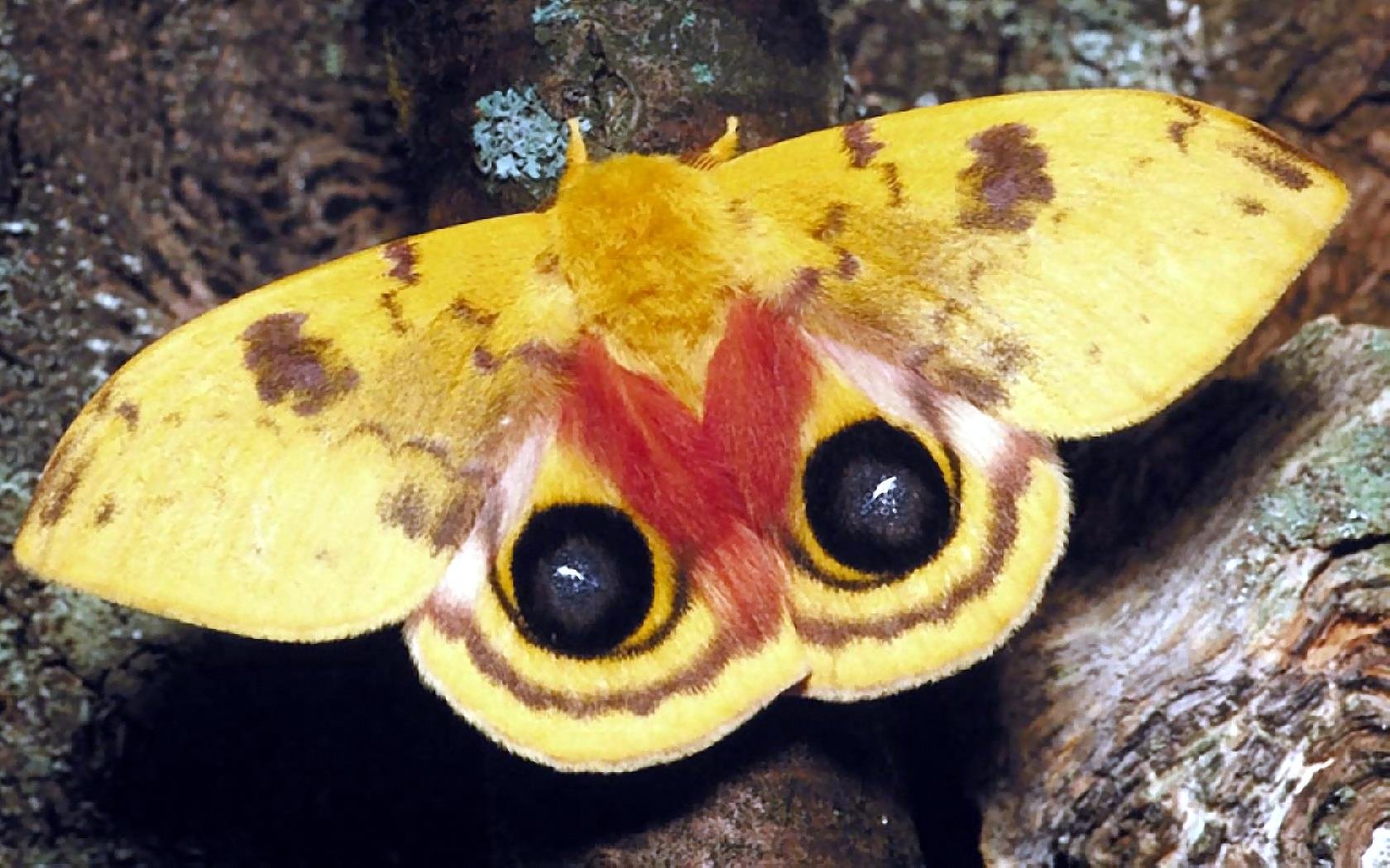 Бабочка с желтыми крыльями. Сатурния бабочка зеленая. Бабочка Сатурния ио. Бабочка желтая с черными пятнами. Африканские бабочки.