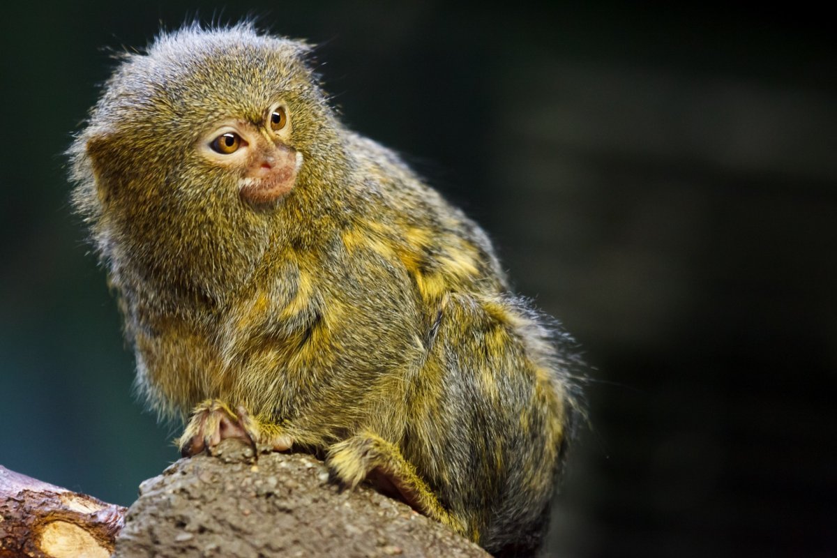 Baby Pygmy Marmoset