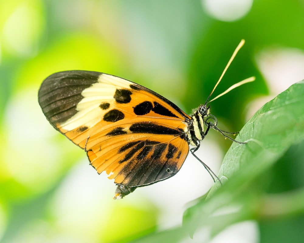 Бабочка с желтыми крыльями. Коричневая бабочка. Черный мотылек с желтыми пятнами. Бабочка желтая с черными полосками. Желто коричневая бабочка.