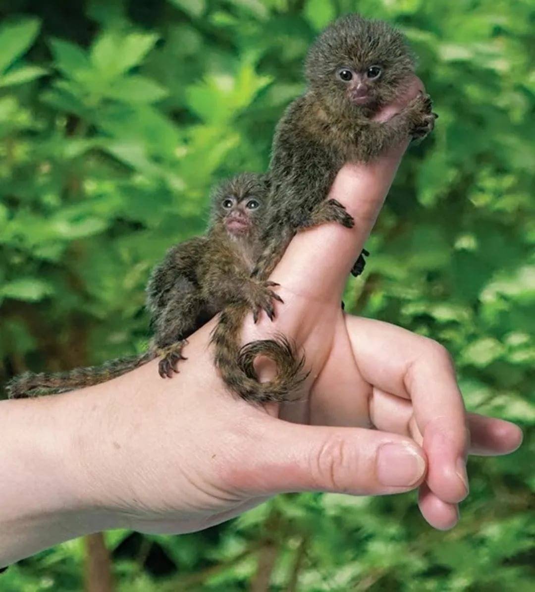 Ручная обезьянка игрунка