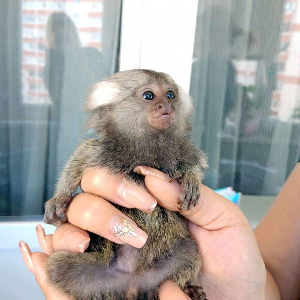 Серебристая игрунка