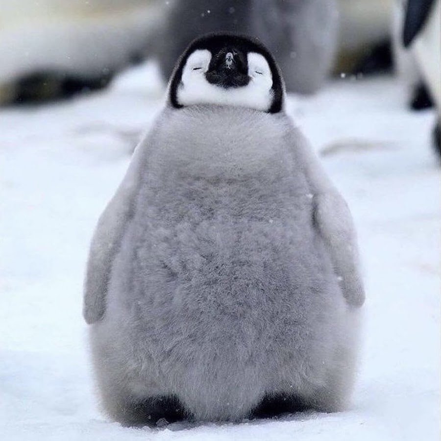 Королевский Пингвин малыш