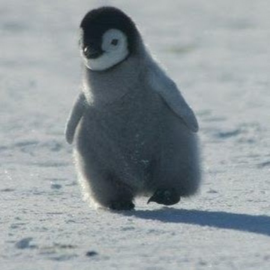 Белый Пингвин