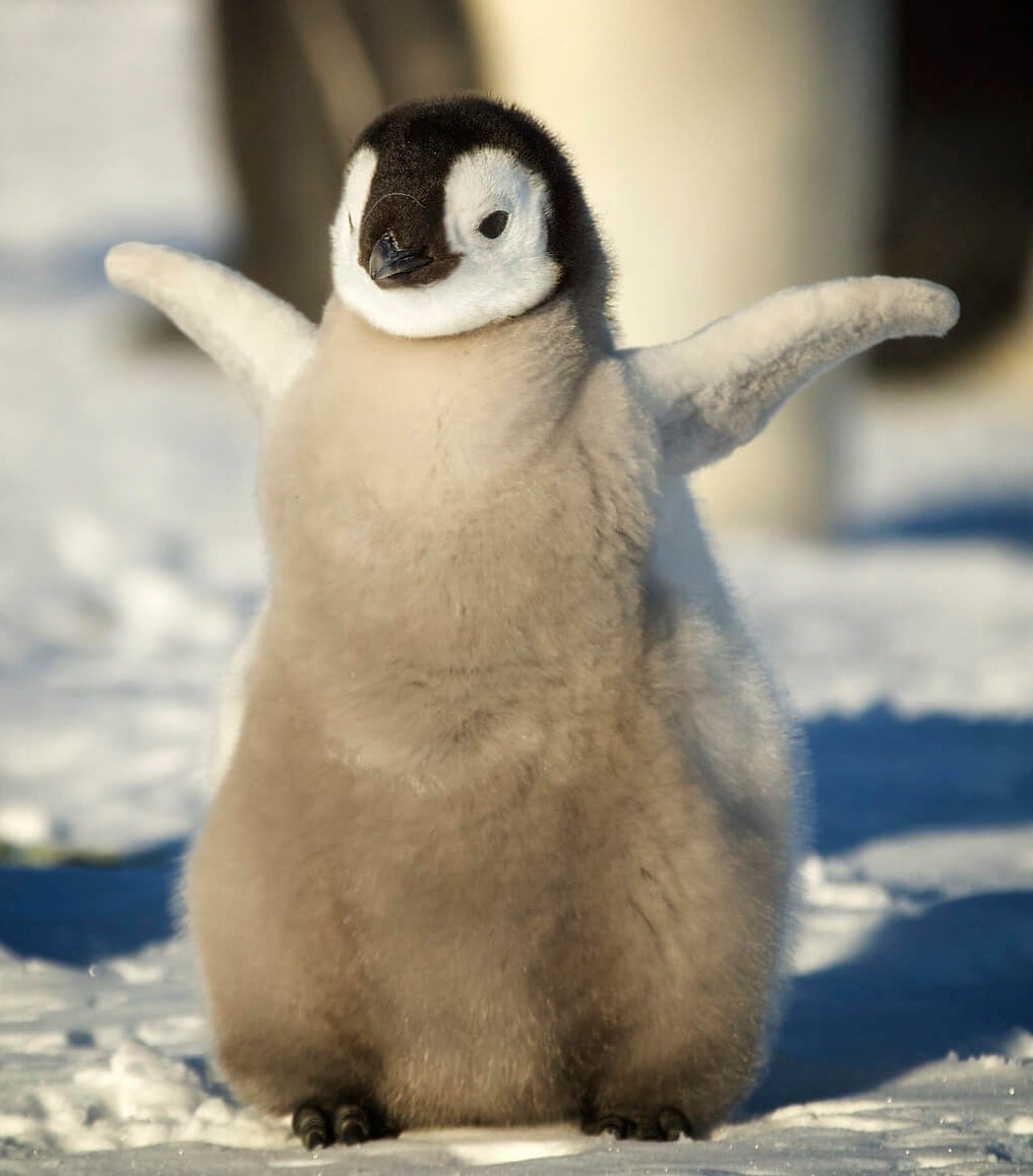 Золотая бухта Южная Георгия