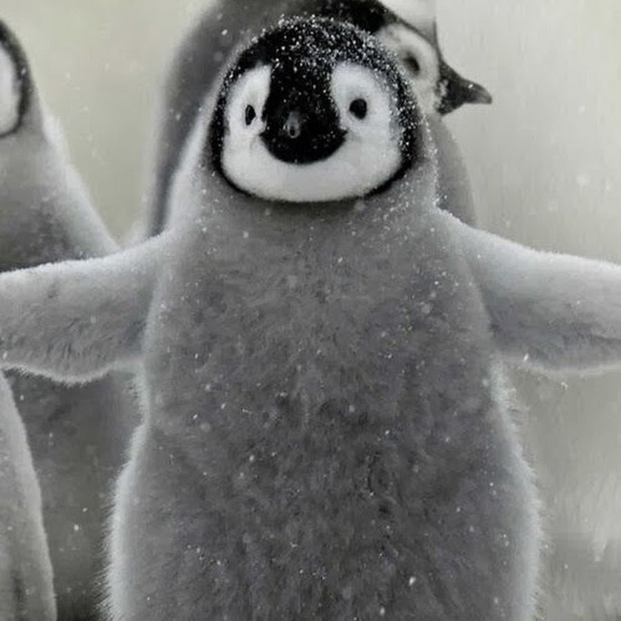 Толстый неуклюжий Пингвин