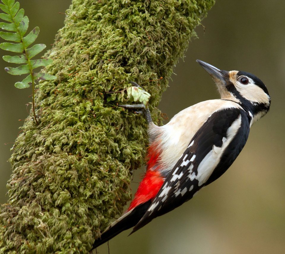 Дятел картинка для детей