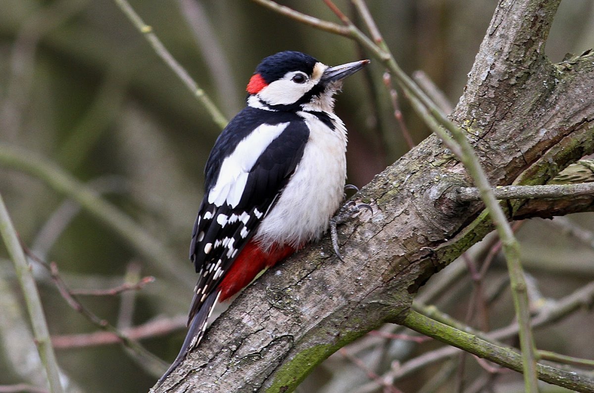 Дятел долбит дерево