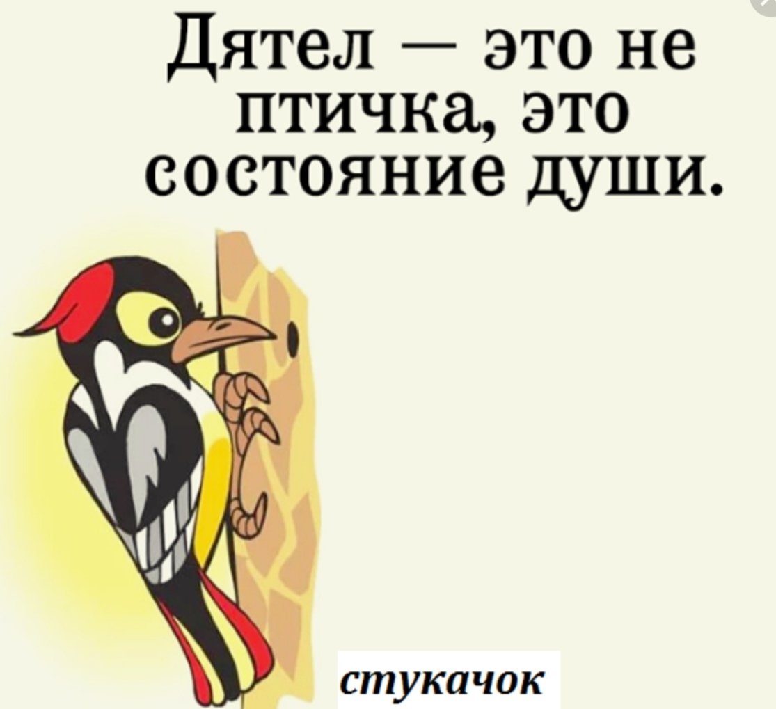 Шутки про дятла