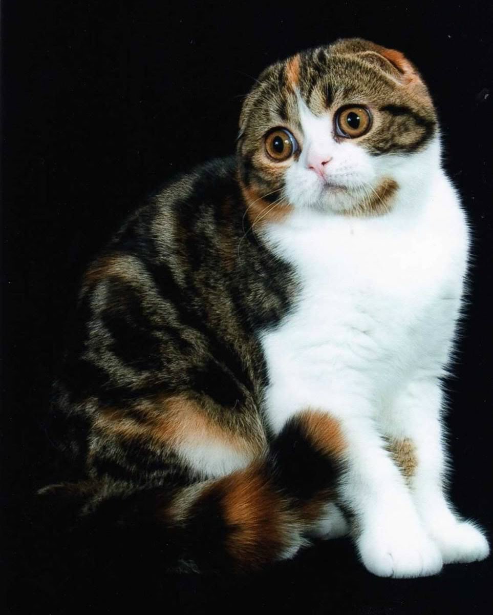 Шотландская вислоухая черепаховая