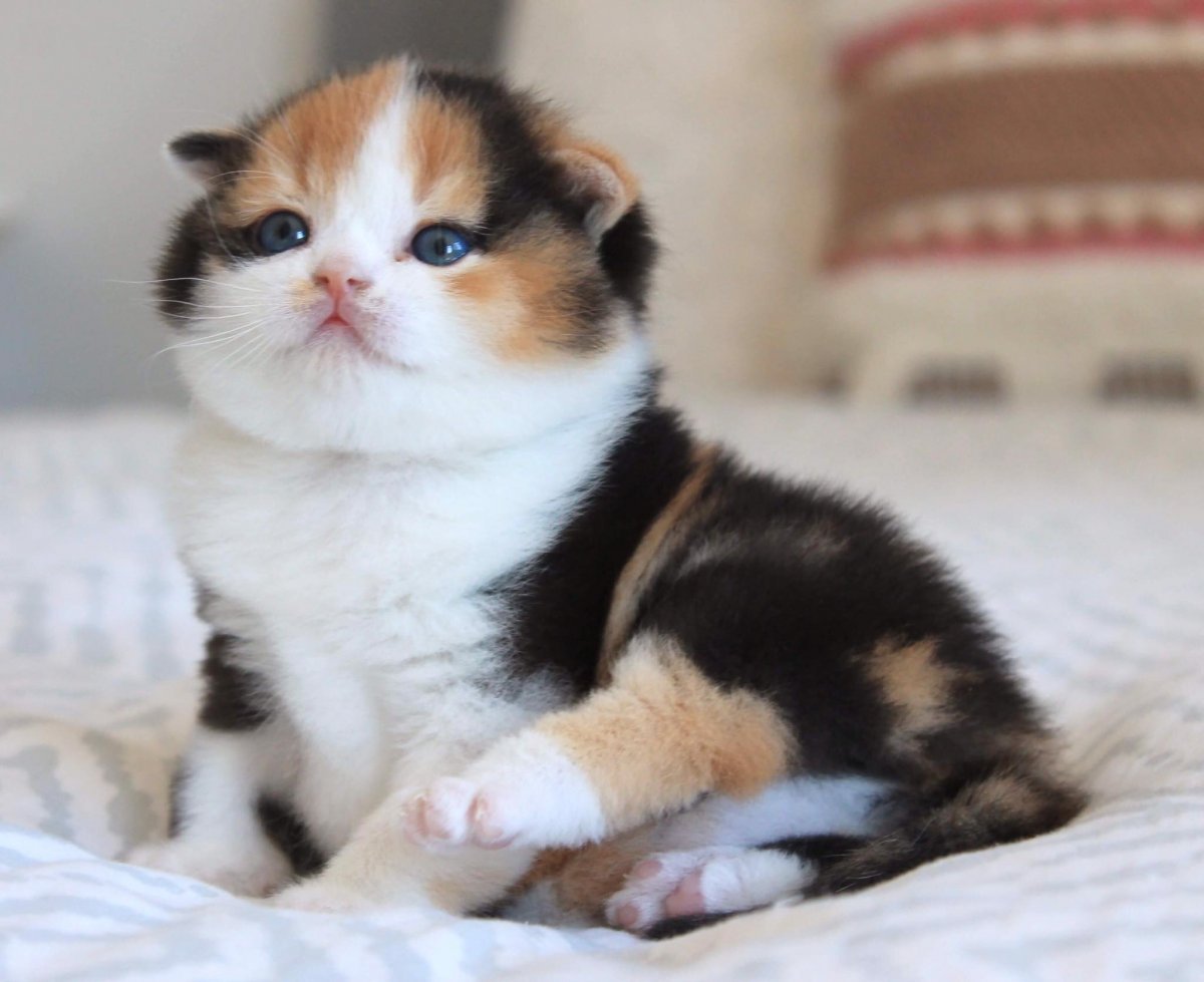 Британская трехшерстная кошка