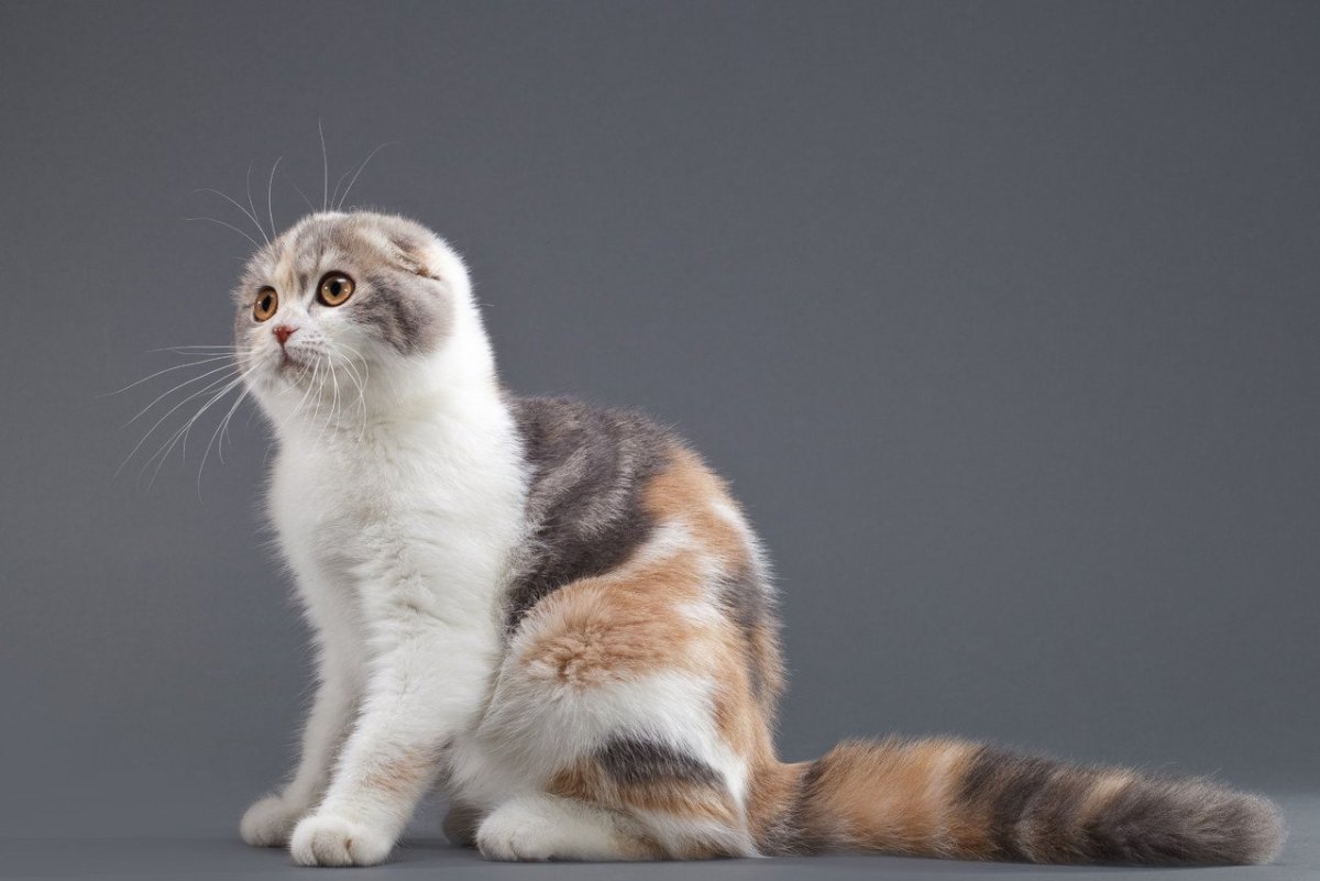 Скоттиш фолд Калико