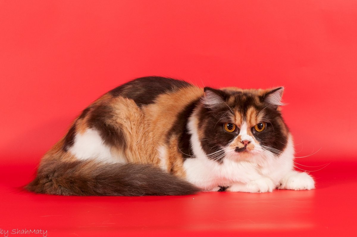 Британка трехшерстная кошка