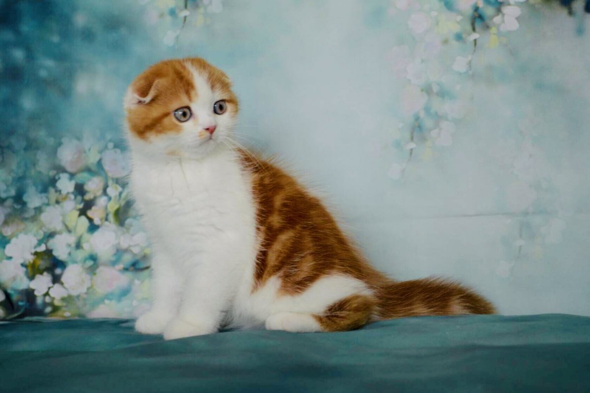 Скоттиш страйт красный мрамор биколор