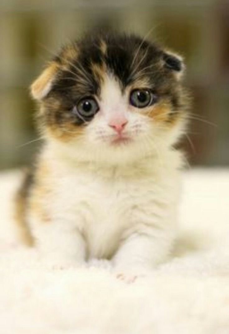 Котята милые вислоухие маленькие пушистые