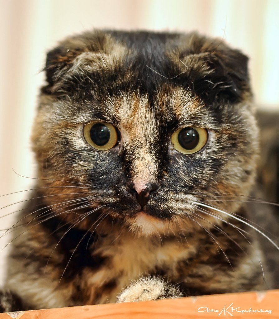 Британская вислоухая черепаховая кошка