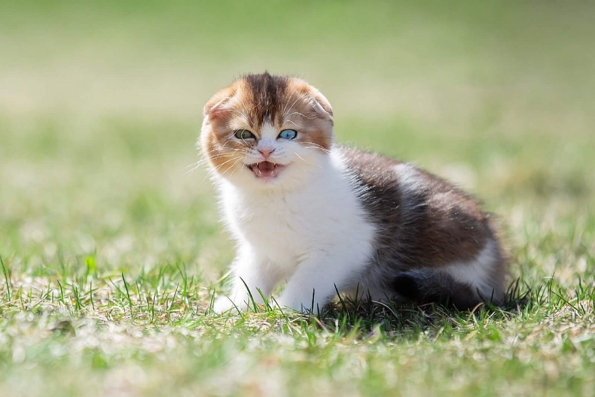 Красивые клички для трехцветных кошек