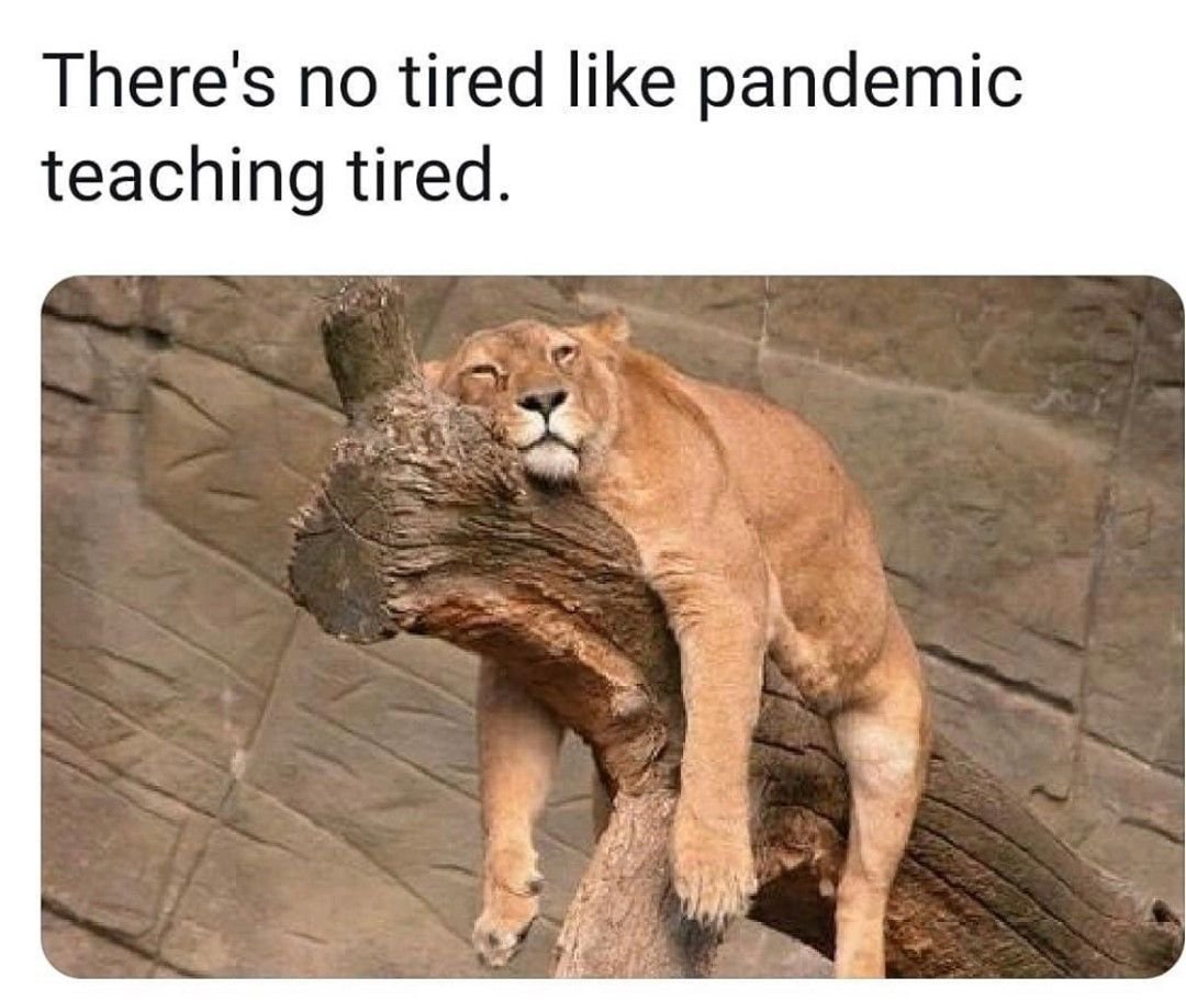 Львица с надписями