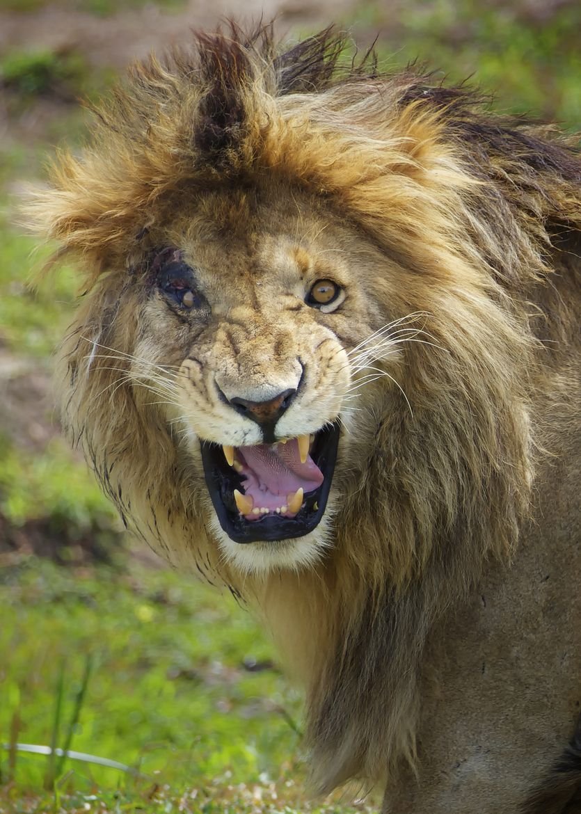 Кудрявый Лев