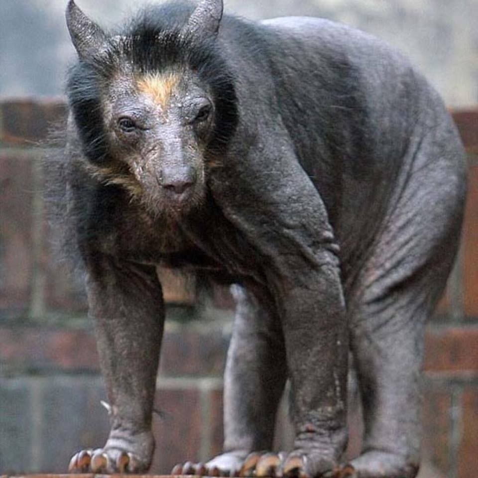 Русская борзая Эрис