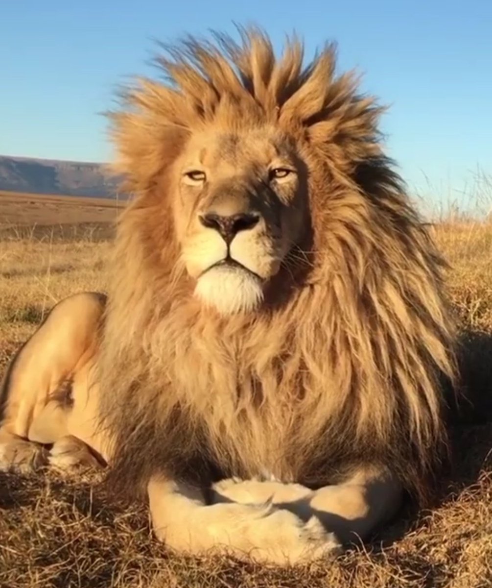 Лев весёлый