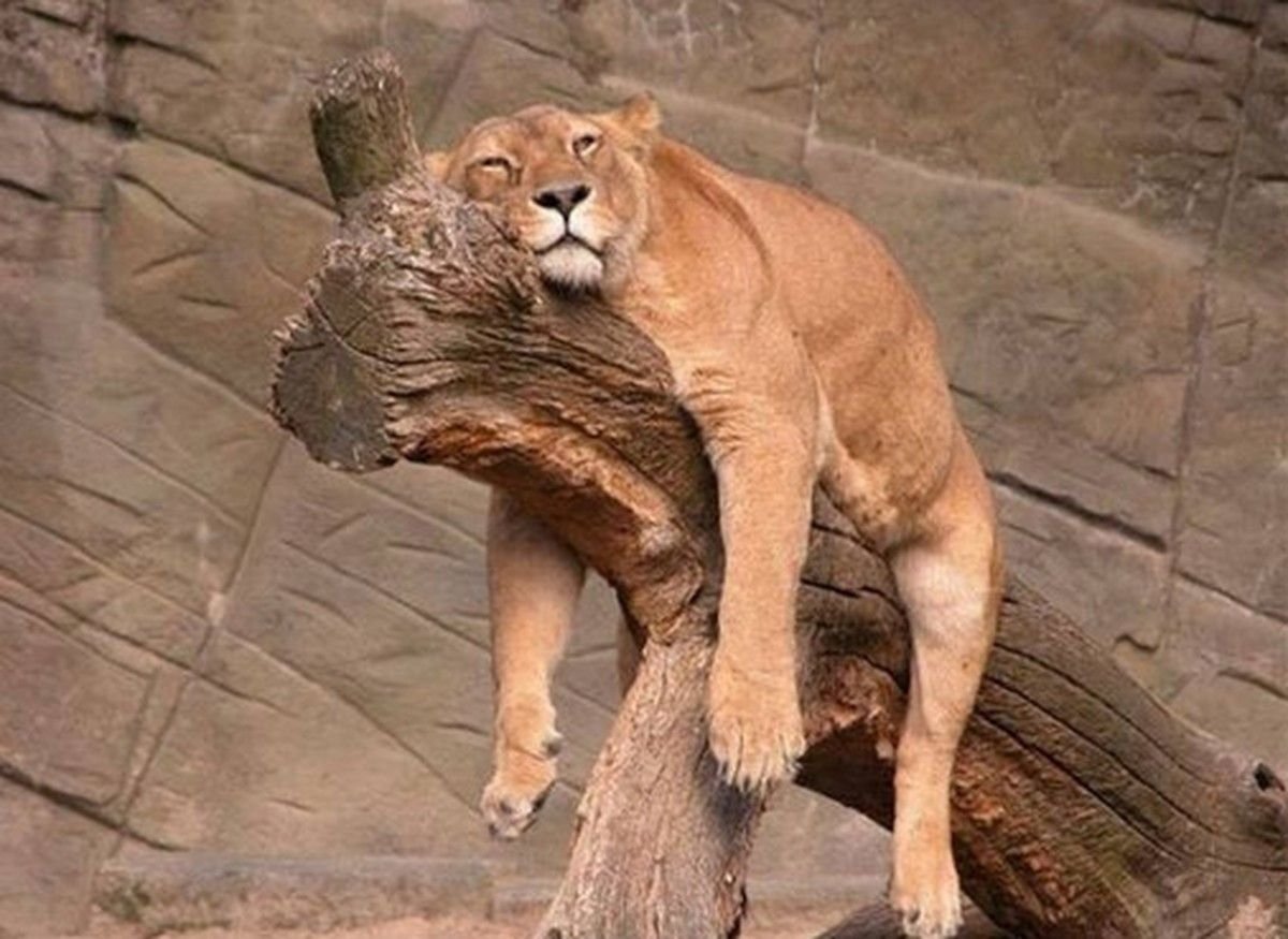 Ленивая львица