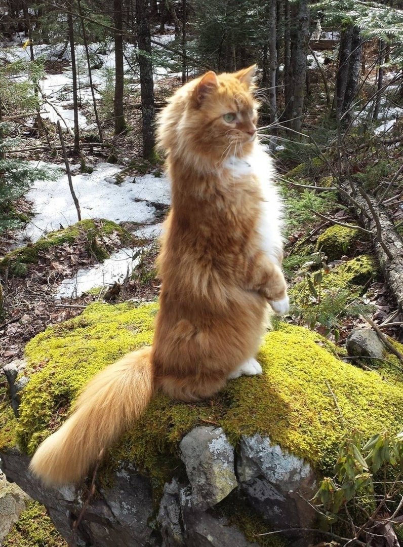 Норвежский Лесной кот рыжий