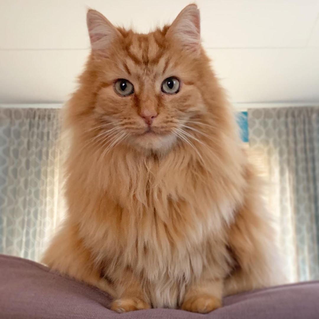 Норвежская Лесная кошка персиковая