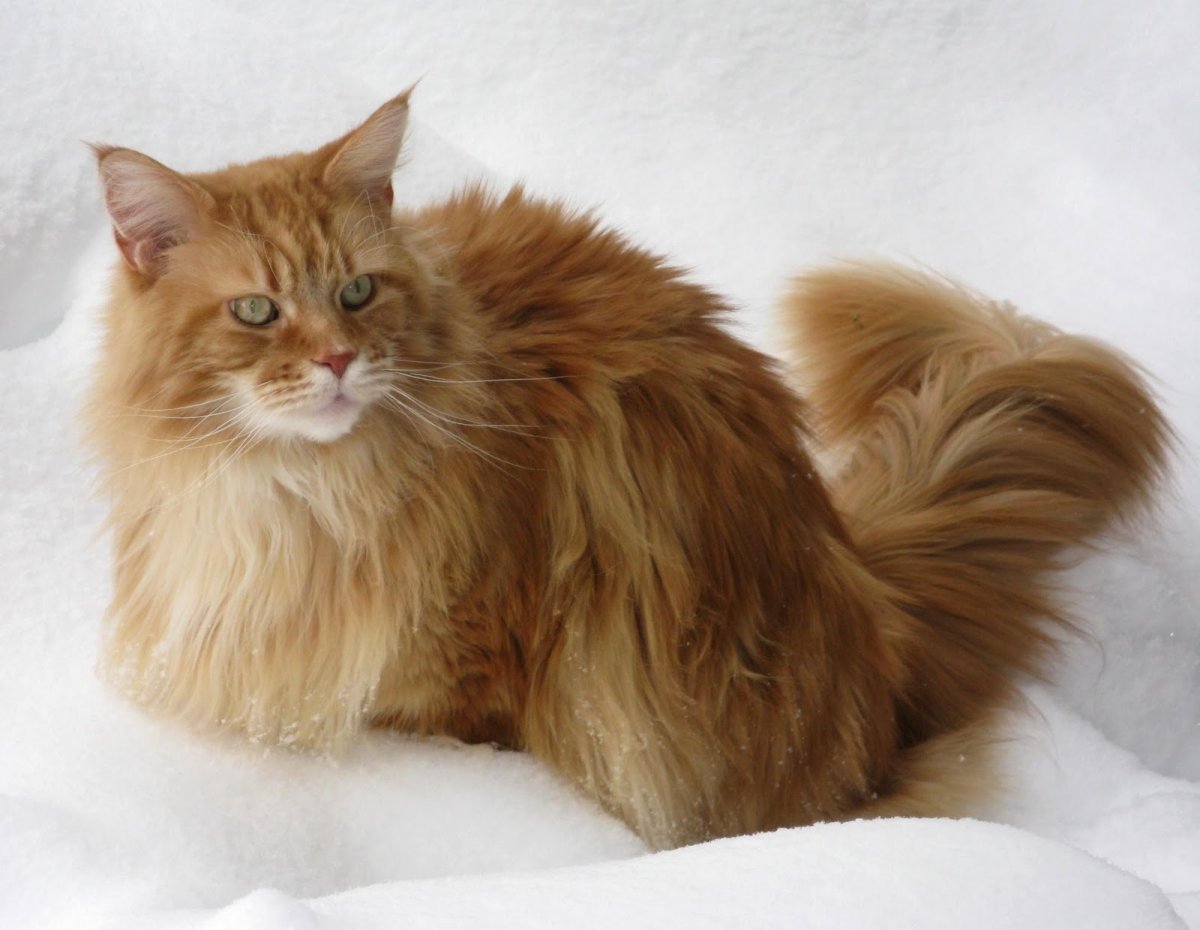 Норвежская Лесная кошка рыжая