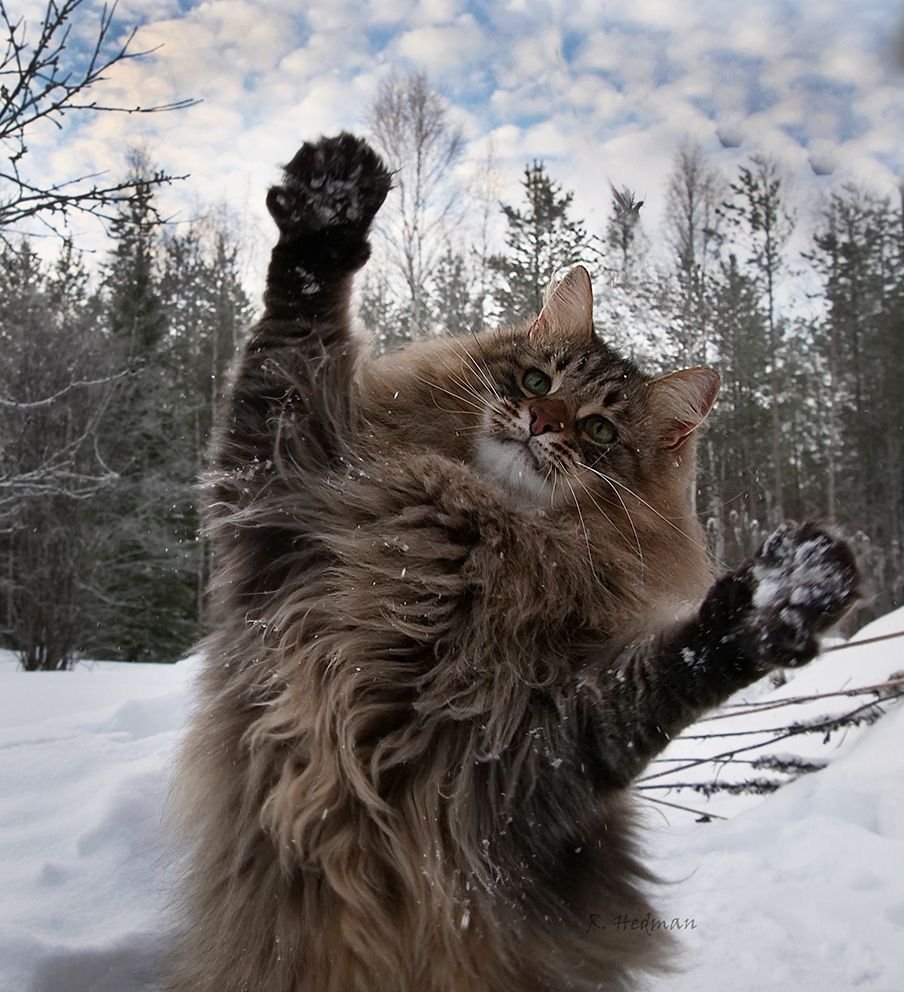 Норвежский кот