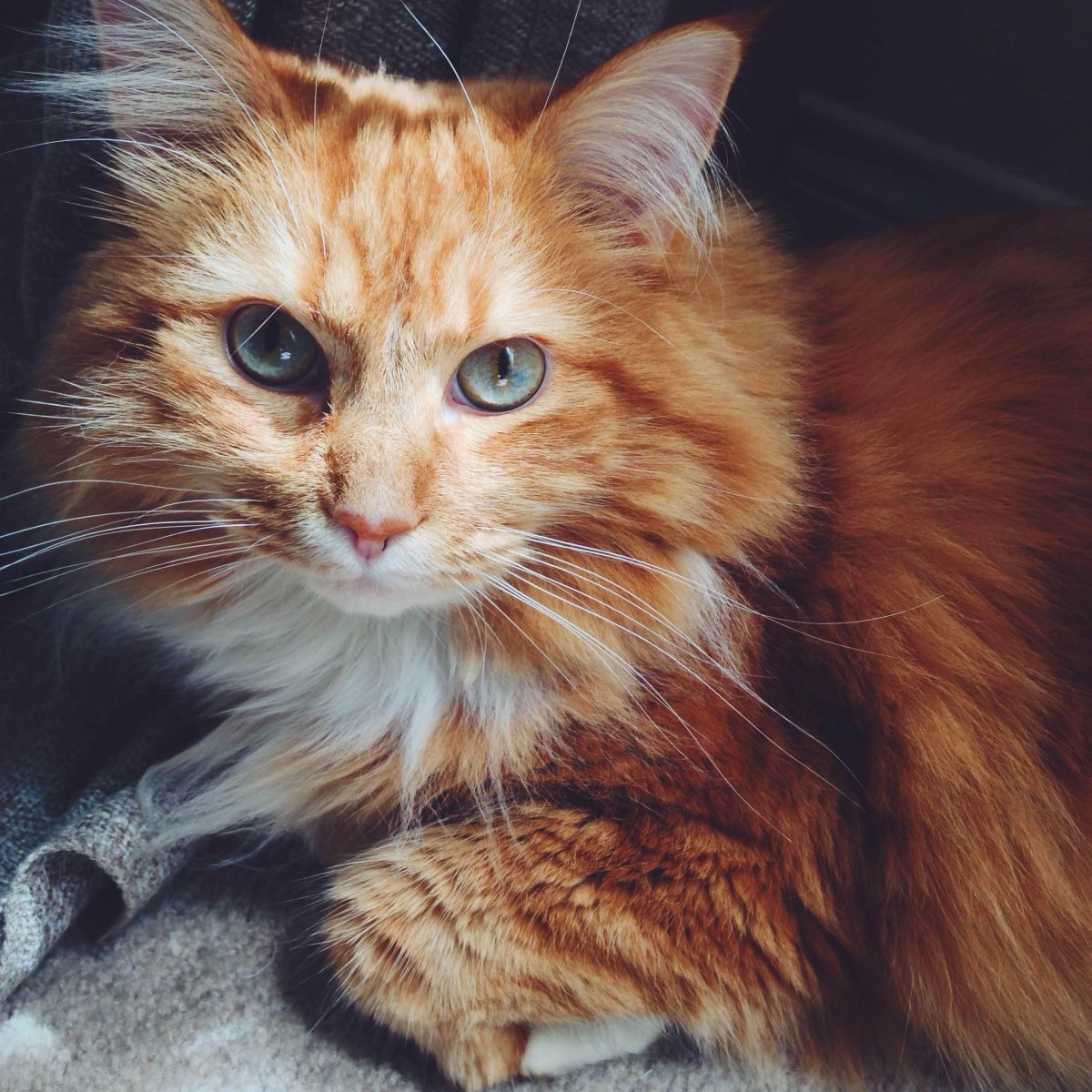 Норвежская Лесная рыжая