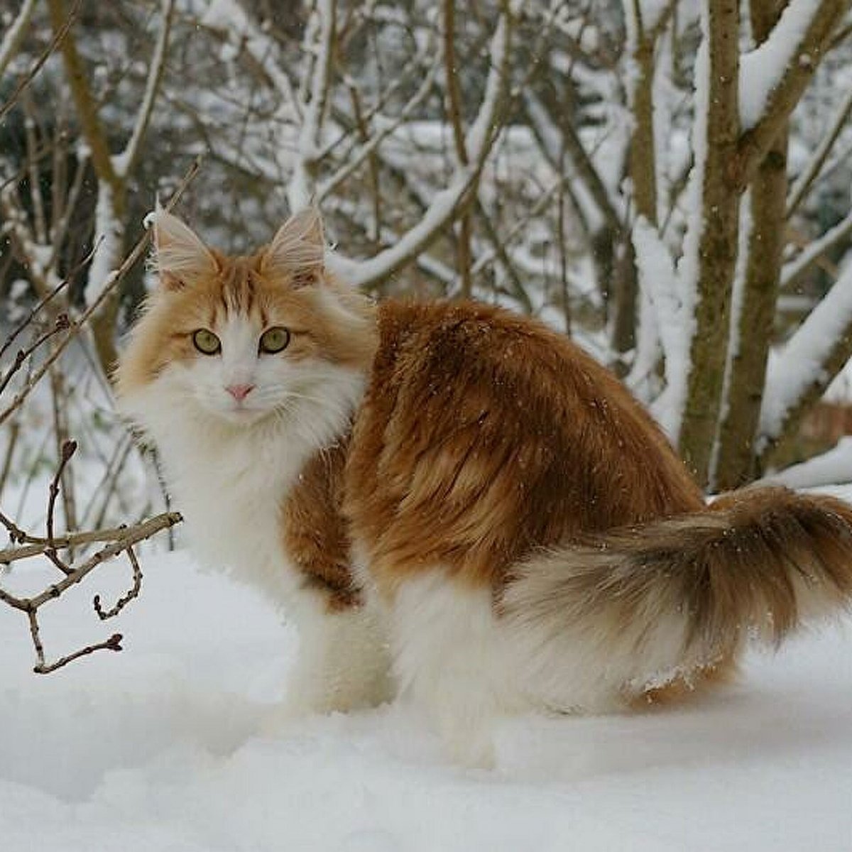 Кошка Норвежская Лесная бездомная рыжая