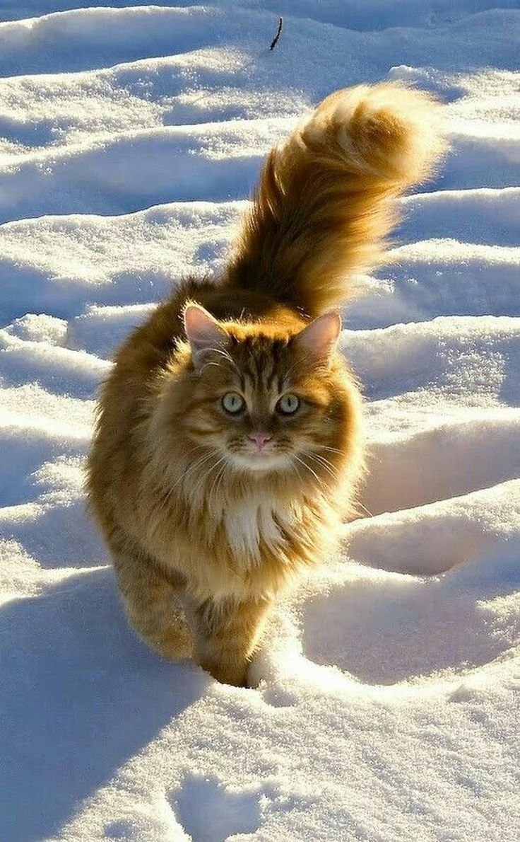 Сибирский Лесной кот рыжий