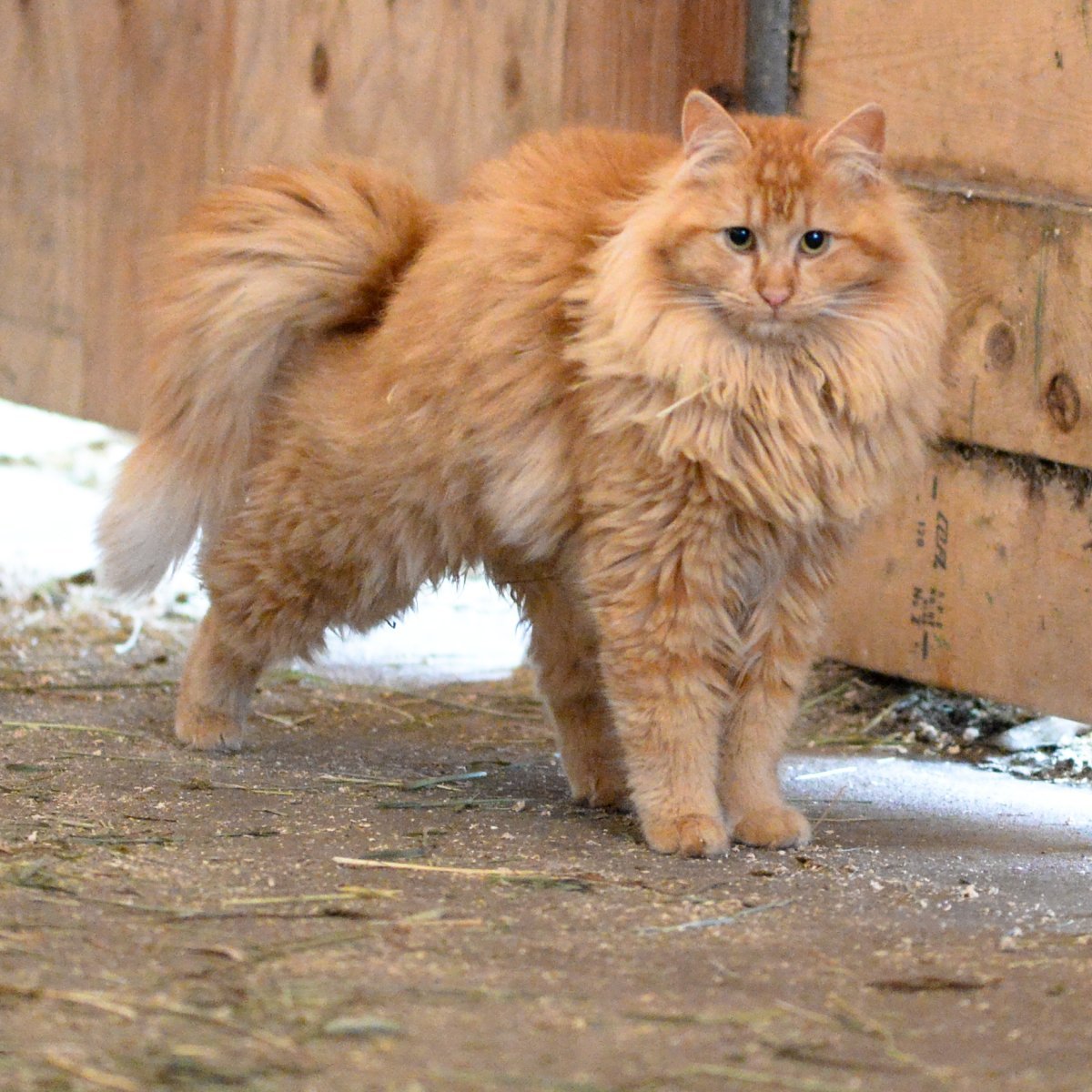 Норвежские рыжие кошки история