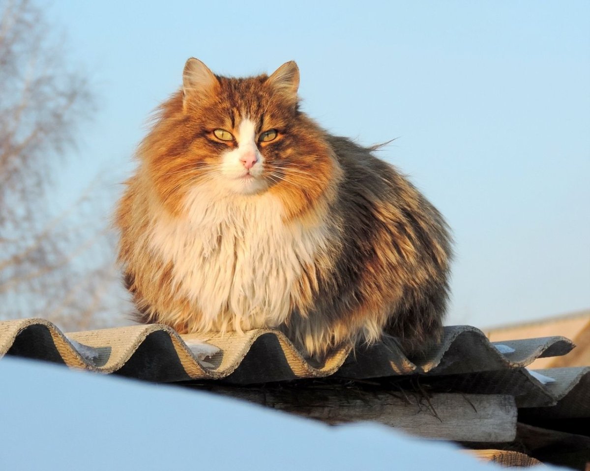 Лесной норвежский бобтейл