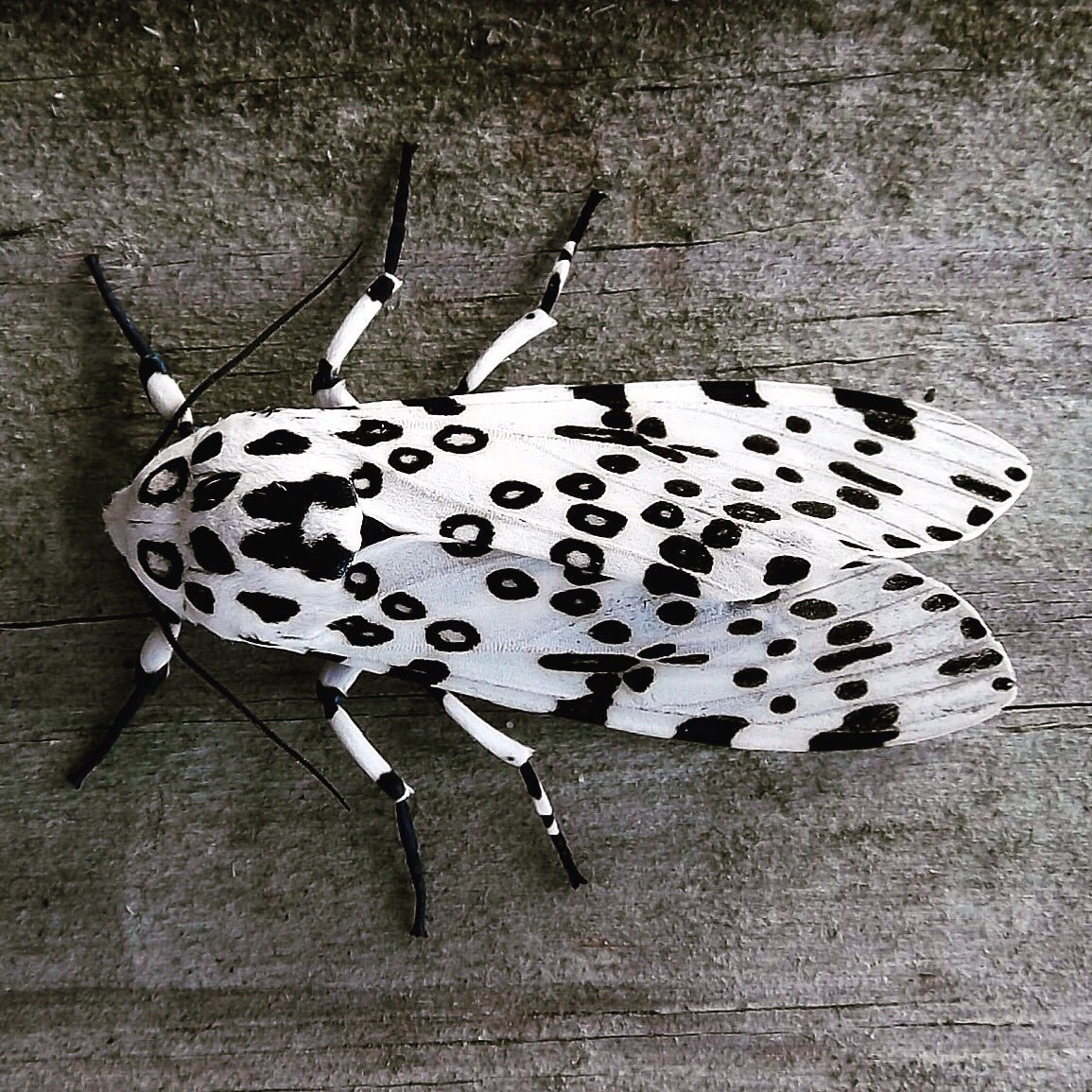 Giant Leopard Moth