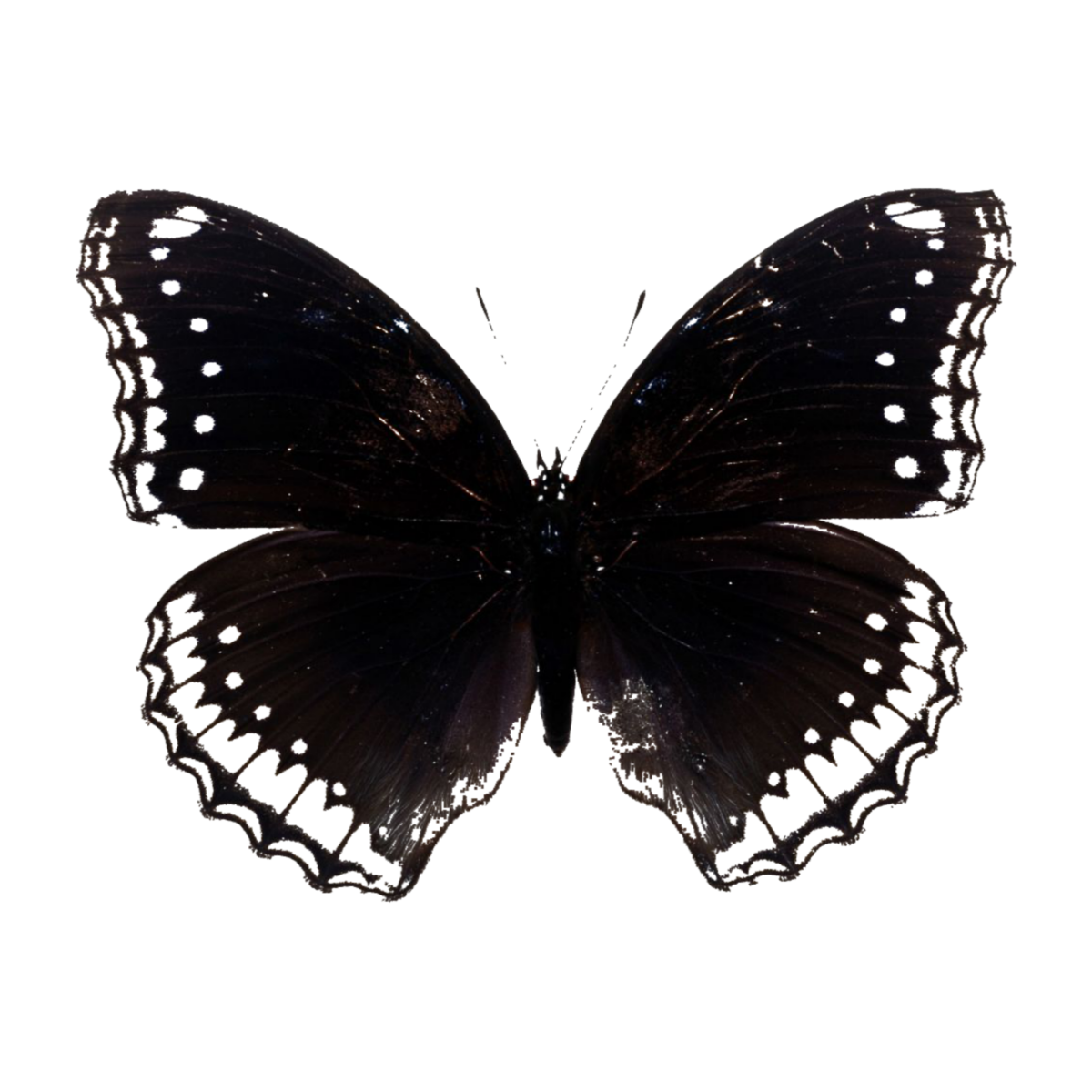Бабочка черный глянец. Бабочка черная. Бабочка черная с белыми пятнами. Готическая бабочка. Белая бабочка с черной окантовкой.
