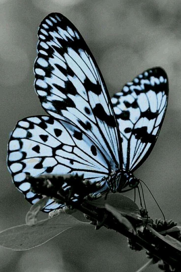 Бабочка Монарх мотылек черно белый