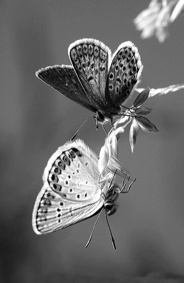 Бабочки чёрно белые