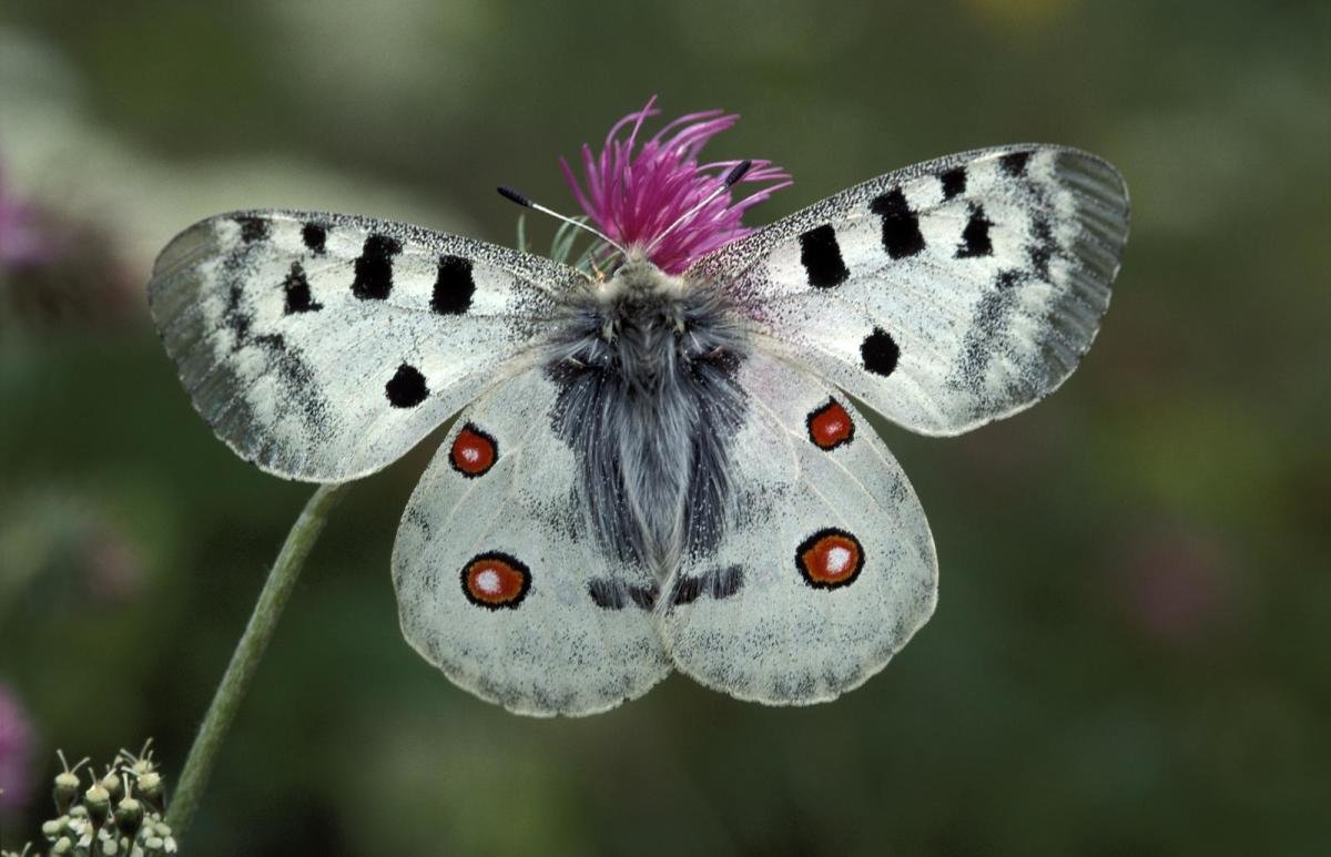 Белая бабочка Аполлон