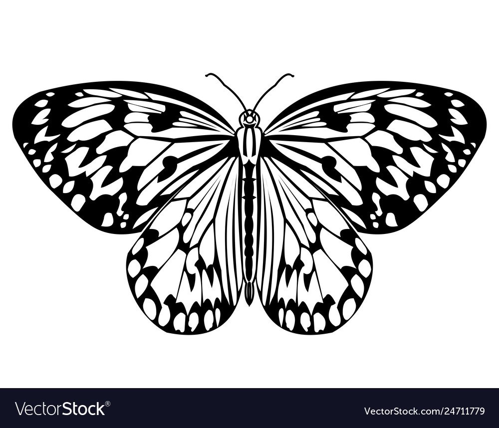 Бабочка рисунок монохром