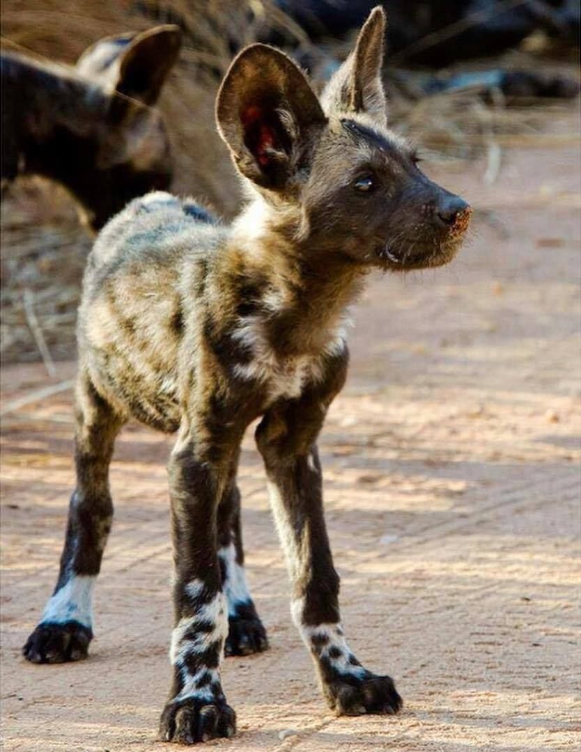 Гиена и собака скрещивание