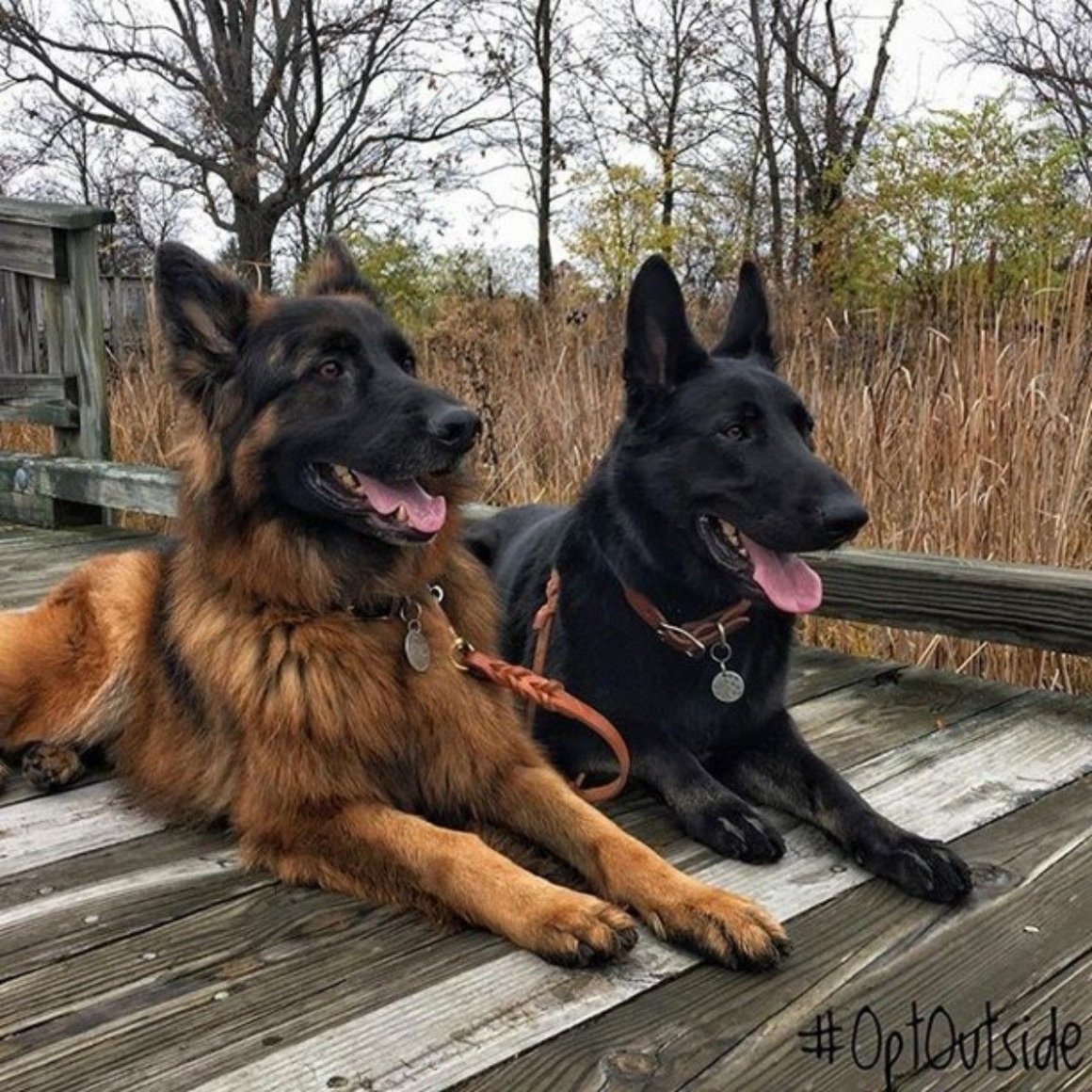 Метис немецкой овчарки и добермана