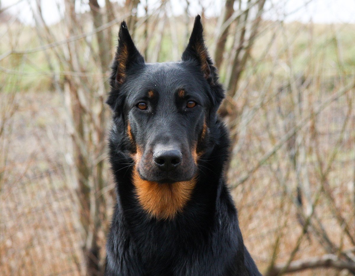 Овчарка Босерон