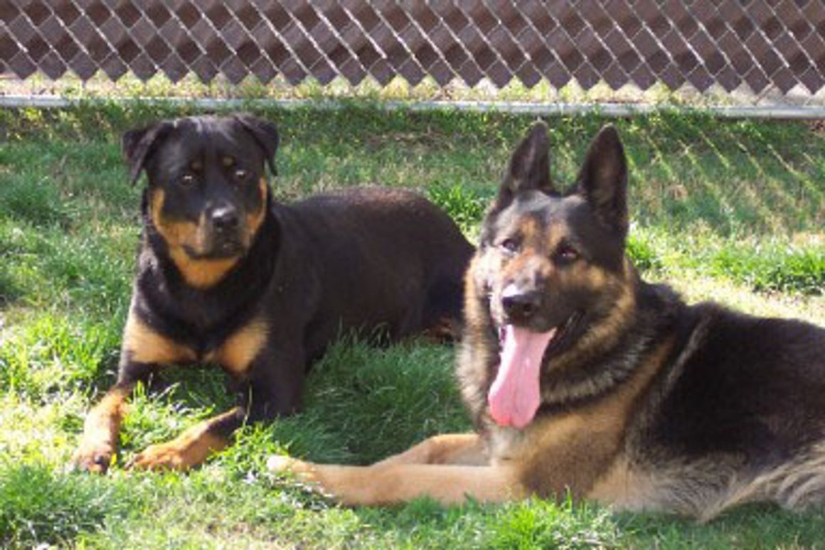 Немецкая овчарка Евростар